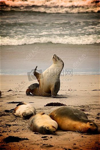 大海沙滩沙水波浪动物海边岸密封件