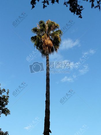 一颗高耸入云的棕榈