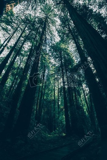 木材森林树木道路荒野绿色SAN旧金山树林主题楼梯红木