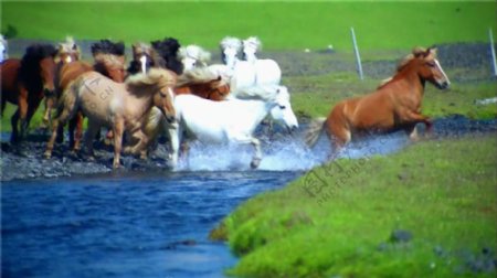 马奔跑视频素材实拍视频