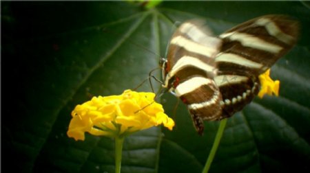蝴蝶采花素材实拍视频