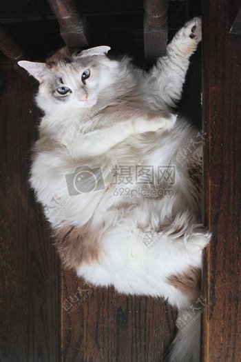 棕色白色脂肪猫长头发薛宝钗楼梯绒毛主题怪异