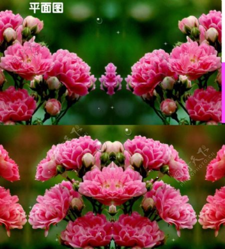 蔷薇花背景视频