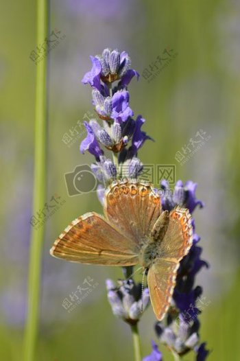 一只蝴蝶停在一株薰衣草上喝花蜜
