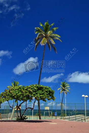 尼康棕榈树萨尔瓦多巴伊亚巴西D3100