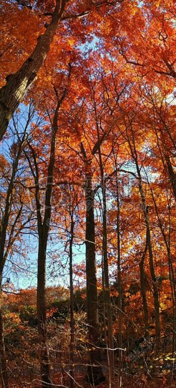 树木叶子秋天橙色蓝色天空全景垂直全景