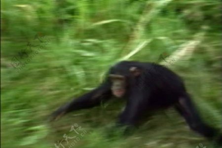 黑猩猩的股价运行的录像视频免费下载