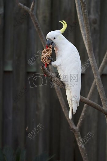 在树枝上吃食的鹦鹉