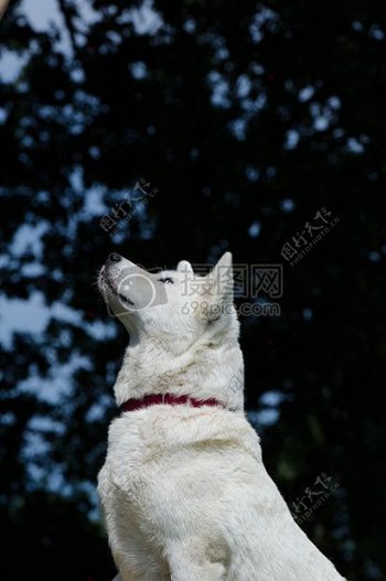 一只仰望天空的狗