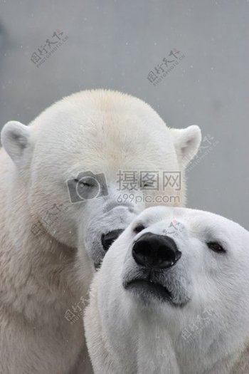 两只北极熊照片
