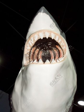 可怕的大白鲨