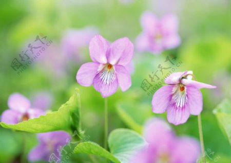 紫色小花摄影图片