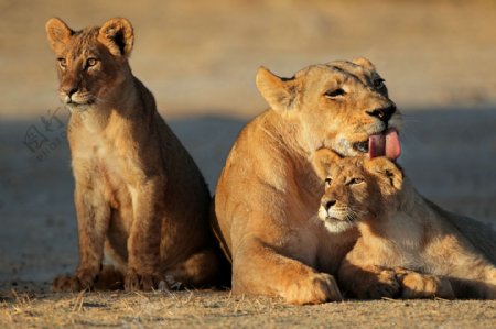 母狮子和两头小狮子图片