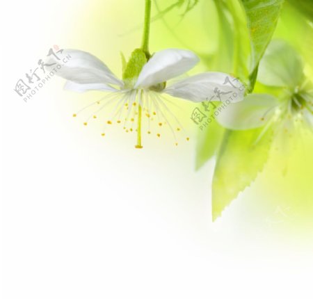 柔美的白色花朵图片