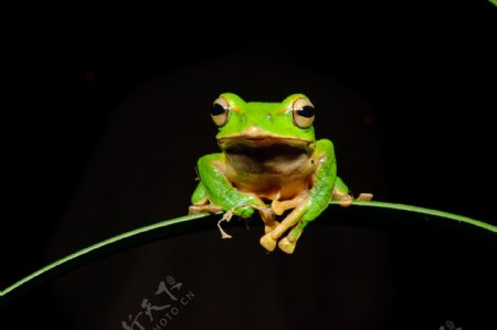 可爱青蛙摄影图片