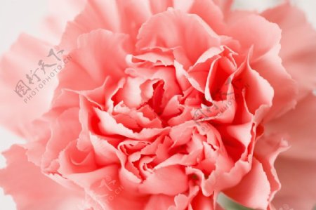 粉白色的康乃馨花朵特写图片图片