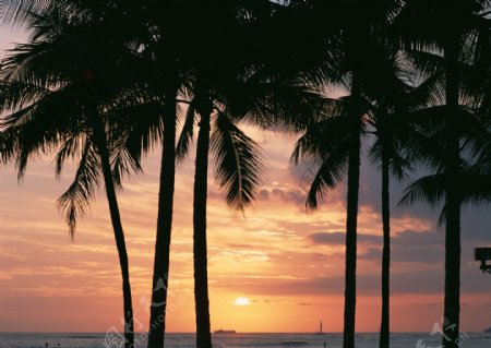 黄昏海边的椰树图片