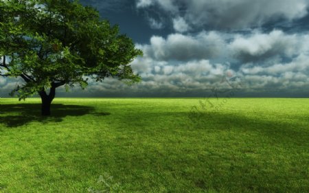 草原大树风景图片图片