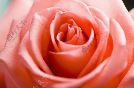 盛放的粉红玫瑰花图片图片