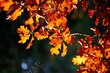 秋天叶子风景图片