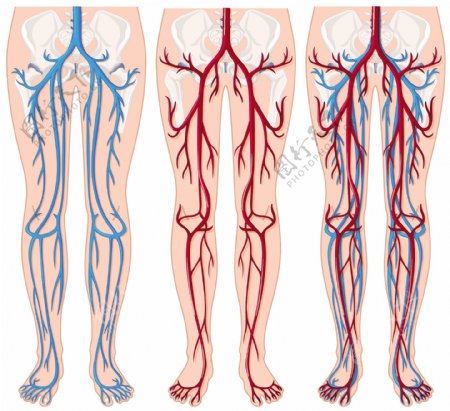 人体腿部血管插图