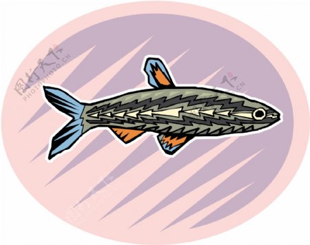 五彩小鱼水生动物矢量素材EPS格式0528