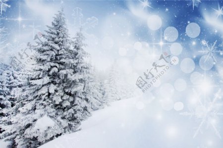 雪地上的高大松树图片