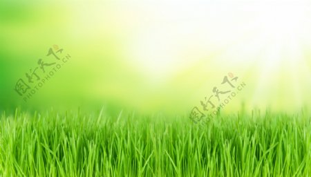 春天草地背景图片