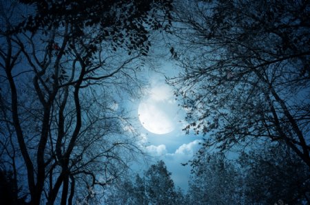 森林月夜景色素材图图片