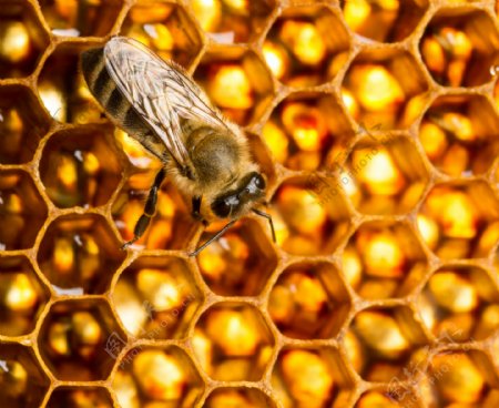 蜂王浆和蜂蜜图片
