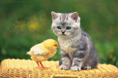 可爱的小猫与小鸡图片