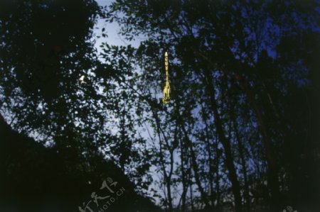 树林中飞翔的蜻蜓图片