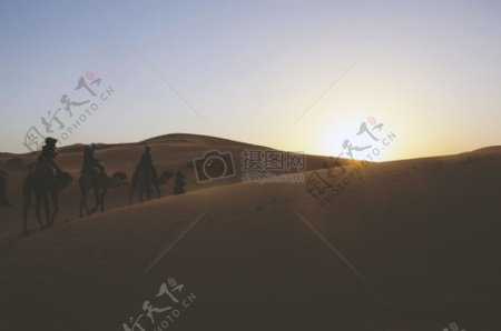 骆驼沙漠上