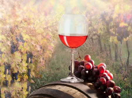 葡萄园里的红酒和葡萄图片