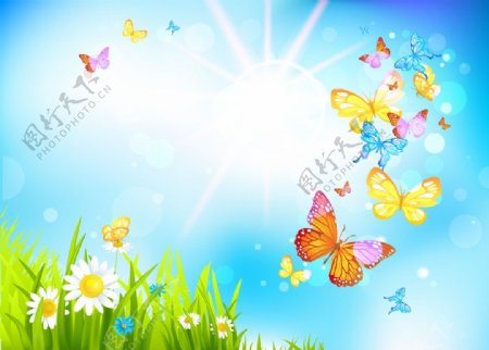 夏日阳光蝴蝶背景图片