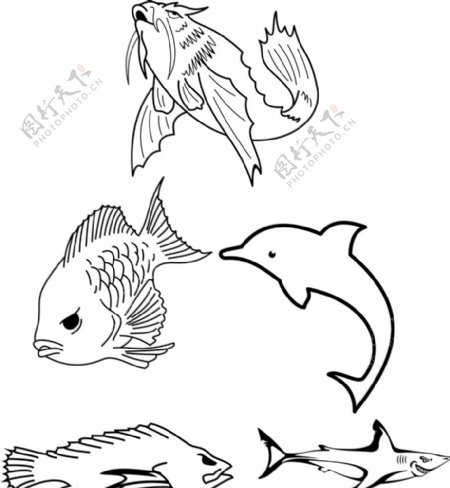 海狮海豚鱼