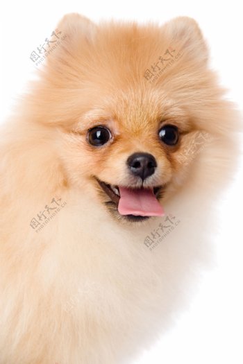 吐舌头的可爱小狗图片