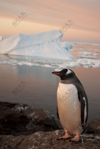 冰水边上的企鹅图片
