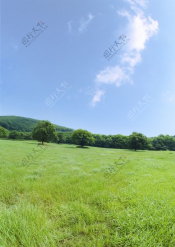绿色草地主题风景图片图片