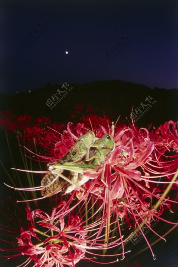 鲜花上的蝗虫摄影图片