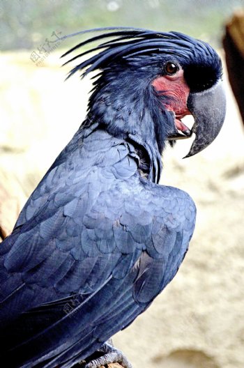 黑凤头鹦鹉图片