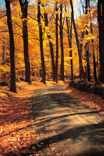 秋天的林间小路美景