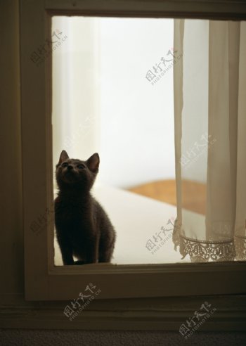 窗户里面的小猫