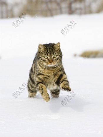 雪地上奔跑的小猫