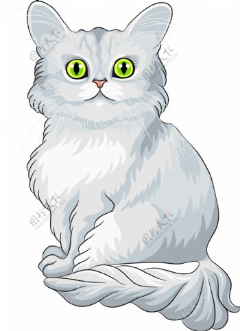 雪白波斯猫插画