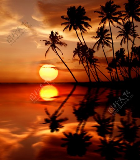 海面上椰子树和太阳倒影