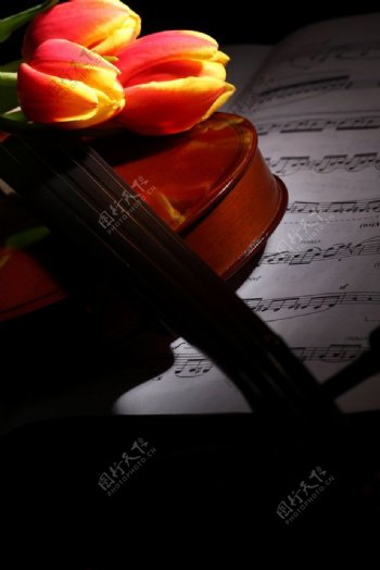 美丽郁金香小提琴图片