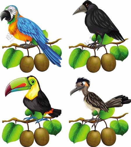 不同种类鸟类的猕猴桃科插图