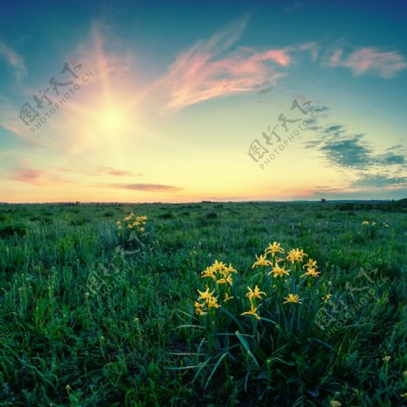 草地上的盛开的野百合图片