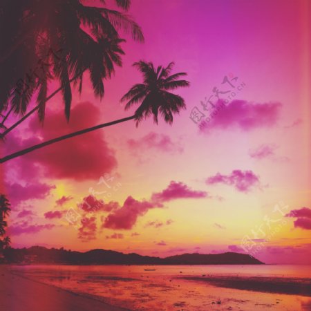 海洋椰子树晚霞风景图片